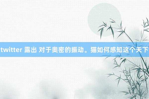 twitter 露出 对于奥密的振动。猫如何感知这个天下